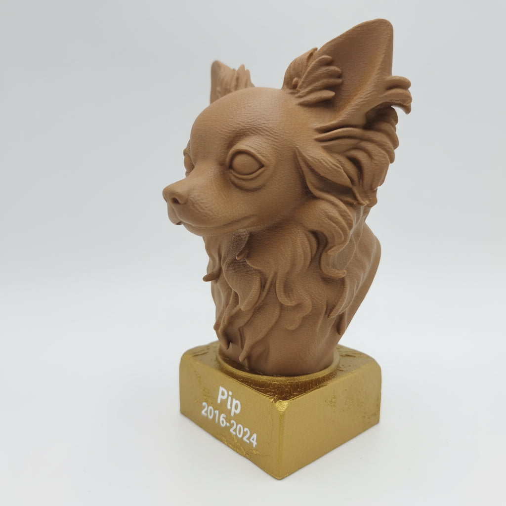 Chihuahua (langhaar)