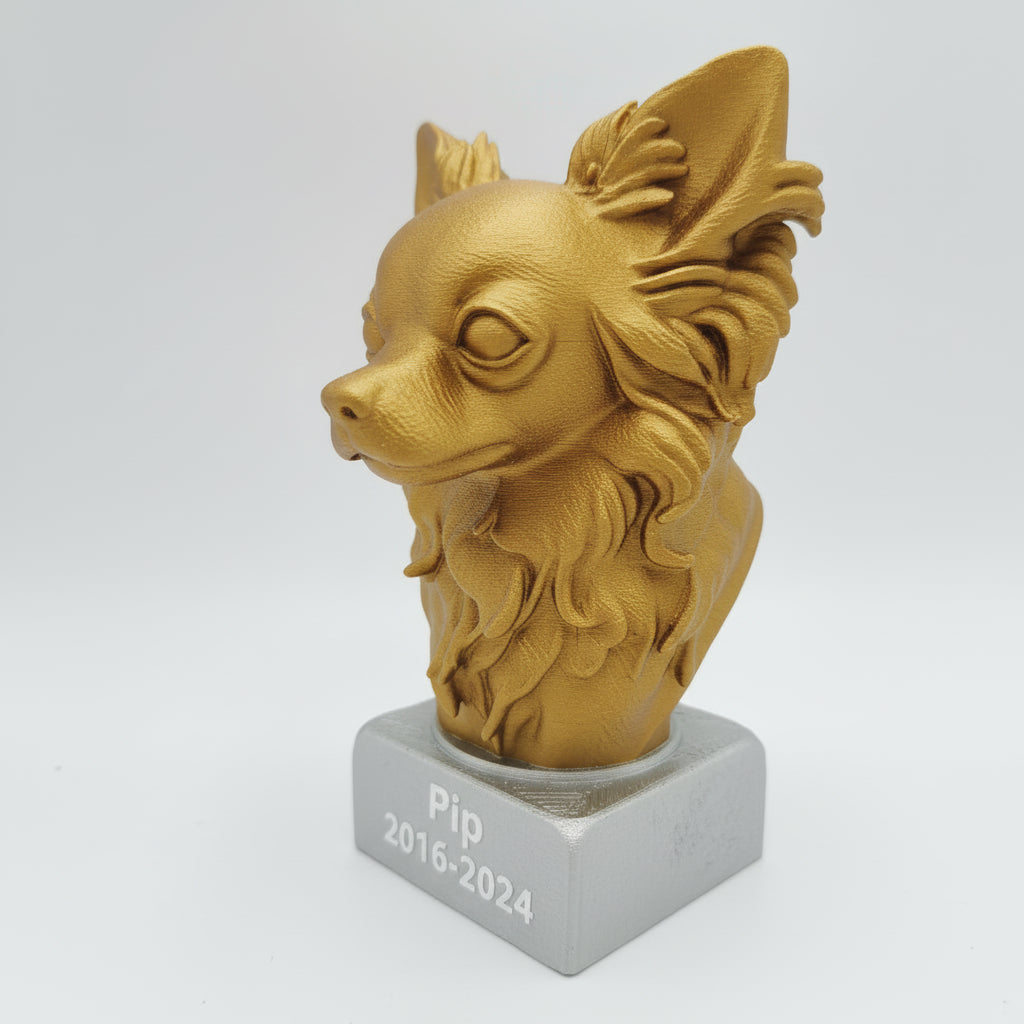 Chihuahua (langhaar)