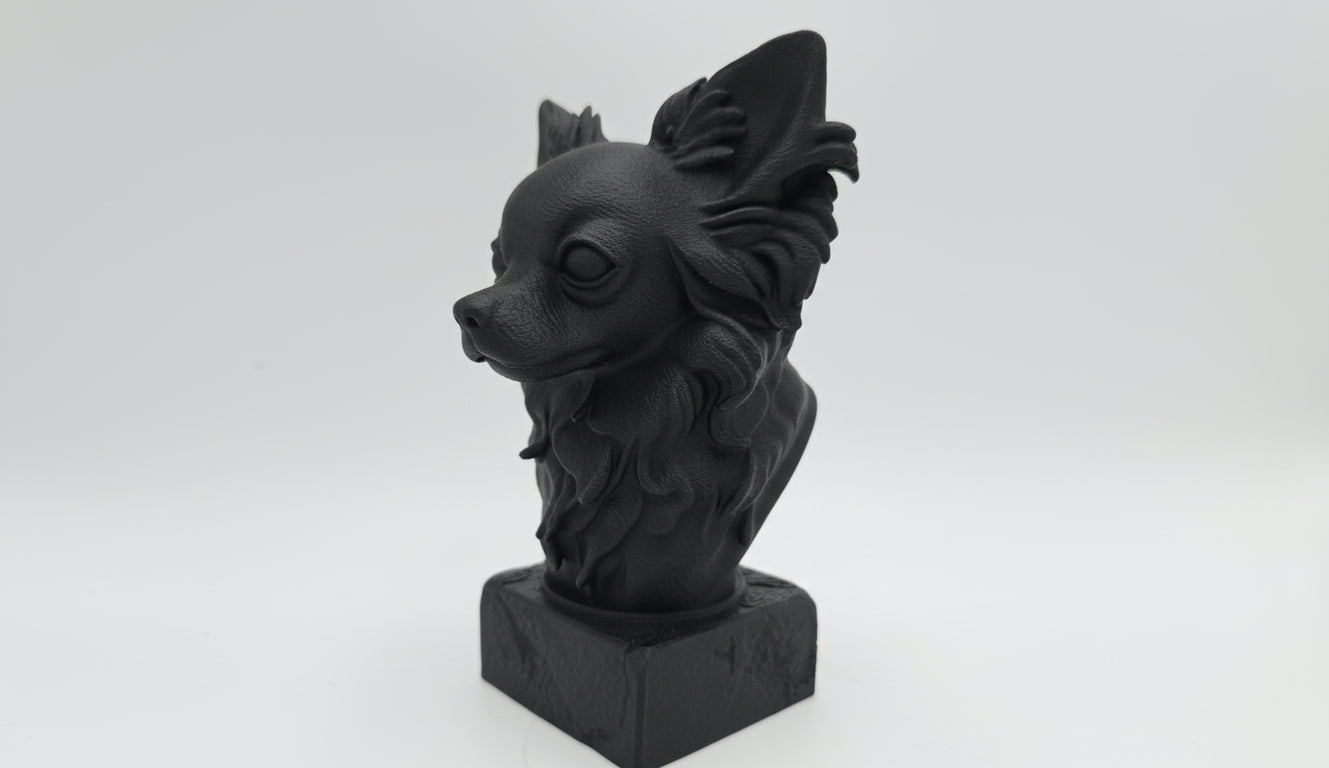 Chihuahua (langhaar)